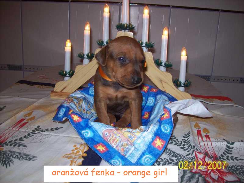 oranžová holka.JPG